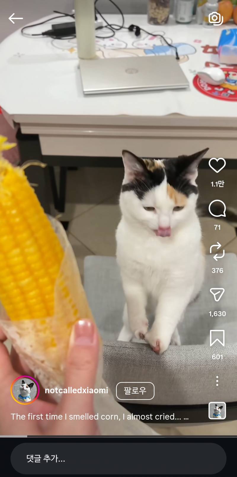 [잡담] 이고양이 ㄹㅇ 캐릭터같이생김 | 인스티즈