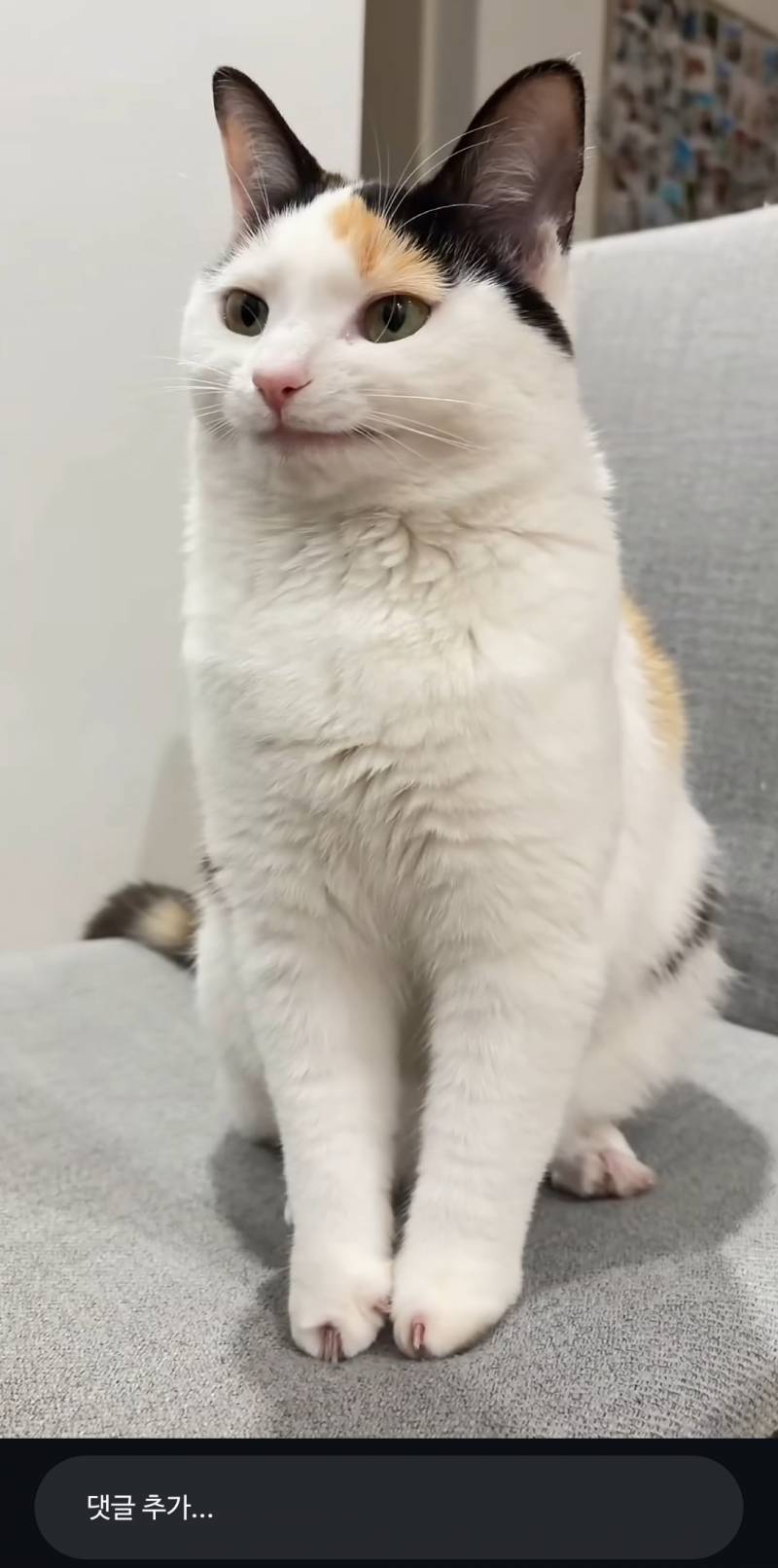 [잡담] 이고양이 ㄹㅇ 캐릭터같이생김 | 인스티즈