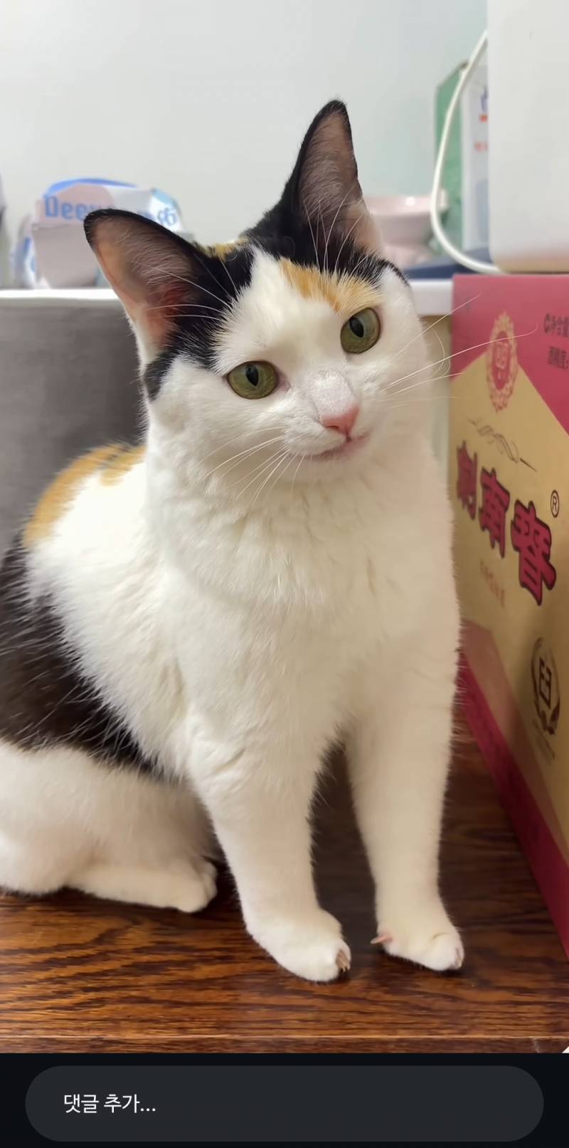 [잡담] 이고양이 ㄹㅇ 캐릭터같이생김 | 인스티즈