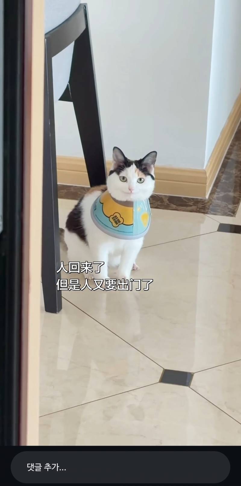 [잡담] 이고양이 ㄹㅇ 캐릭터같이생김 | 인스티즈