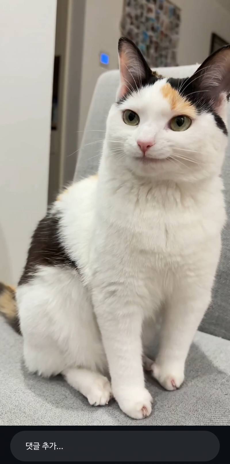 [잡담] 이고양이 ㄹㅇ 캐릭터같이생김 | 인스티즈