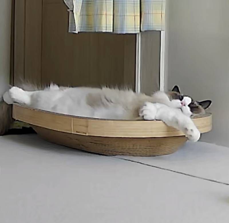 [잡담] 홈캠으로 냥이 뭐 하나 봤는데 미치겠닼ㅋㅋㅋㅋㅋ | 인스티즈
