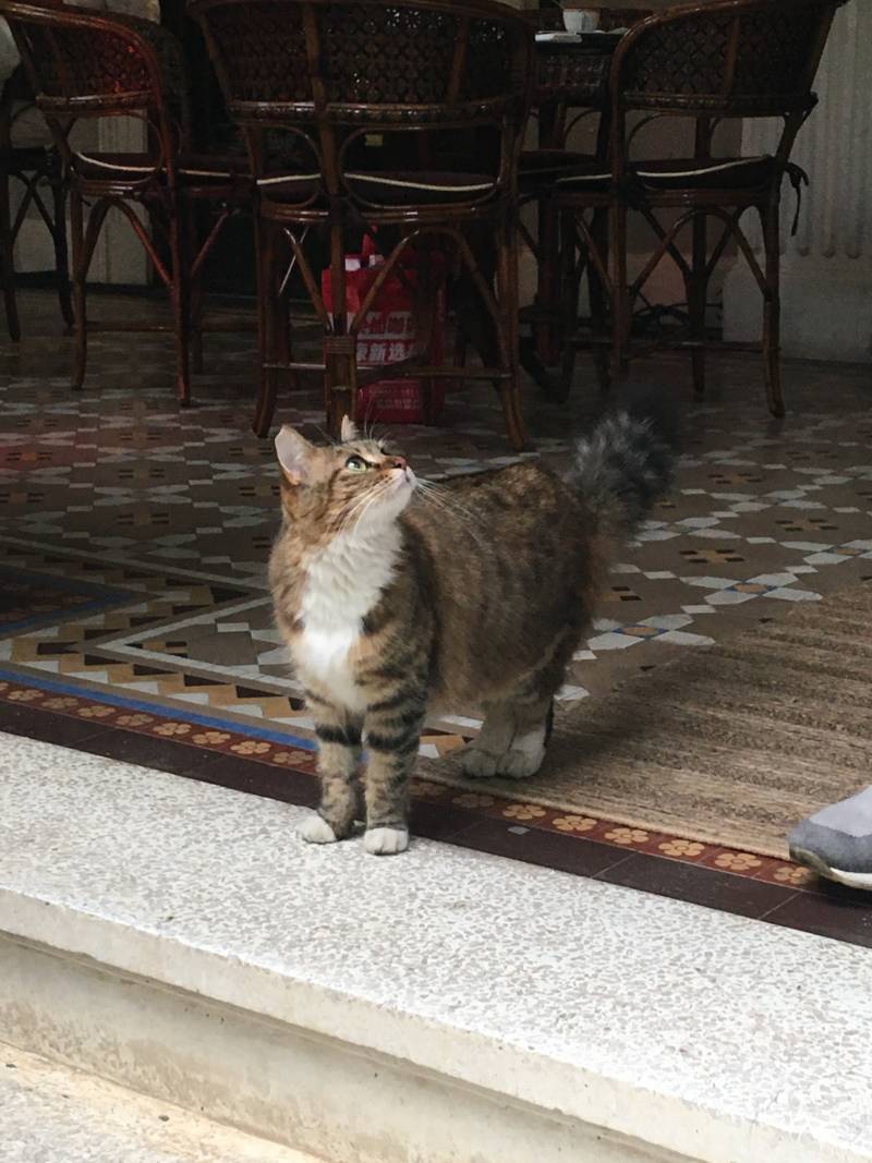 [잡담] 상하이 프라다 카페에서 본 귀족 고양이(?) 볼래? | 인스티즈