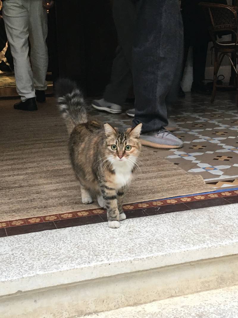 [잡담] 상하이 프라다 카페에서 본 귀족 고양이(?) 볼래? | 인스티즈