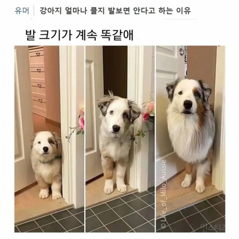 강아지 얼마나 클지 발 보면 안다고 하는 이유 | 인스티즈