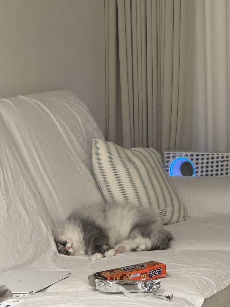 [잡담] 아 진짜 우리 고양이 개기여엉!!!! | 인스티즈