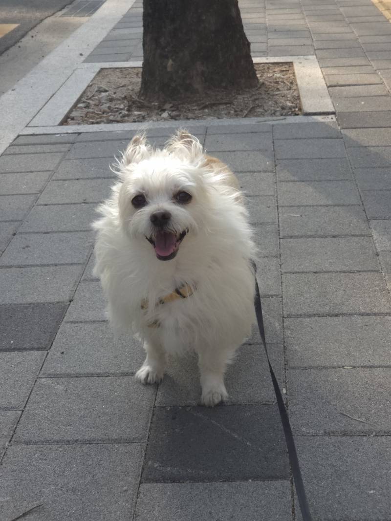[잡담] 날씨 따뜻해져서 웃는 강아지 볼래? | 인스티즈