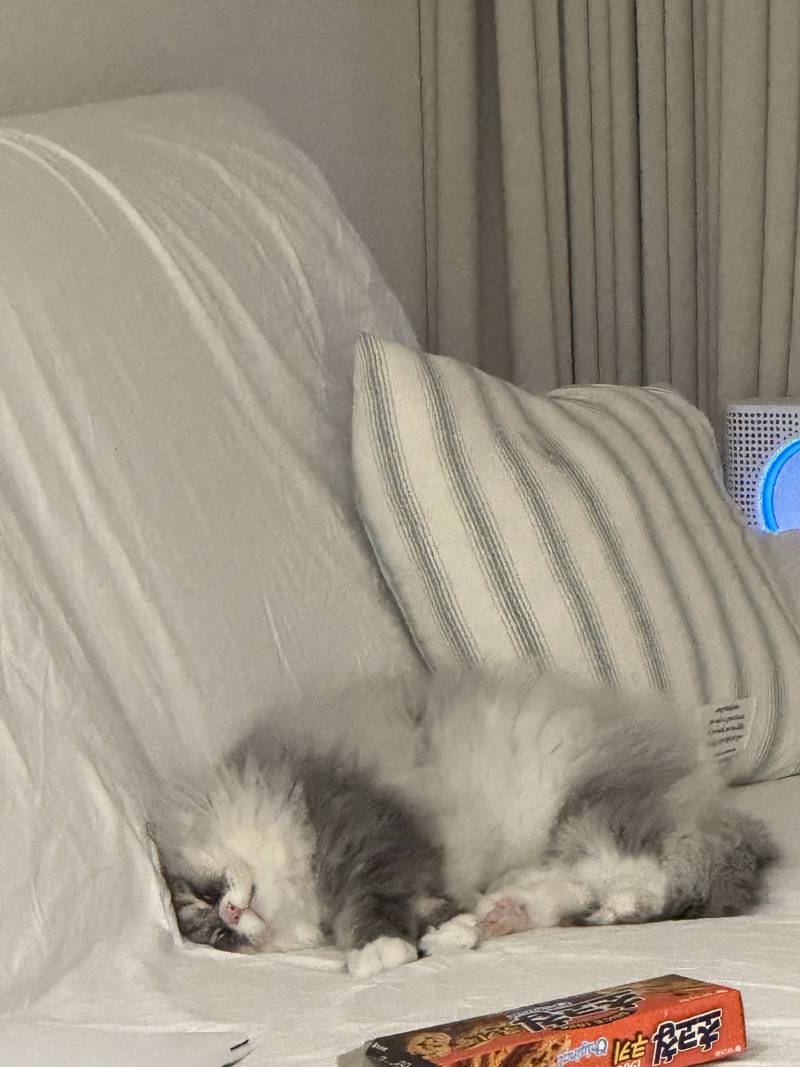 [잡담] 아 진짜 우리 고양이 개기여엉!!!! | 인스티즈
