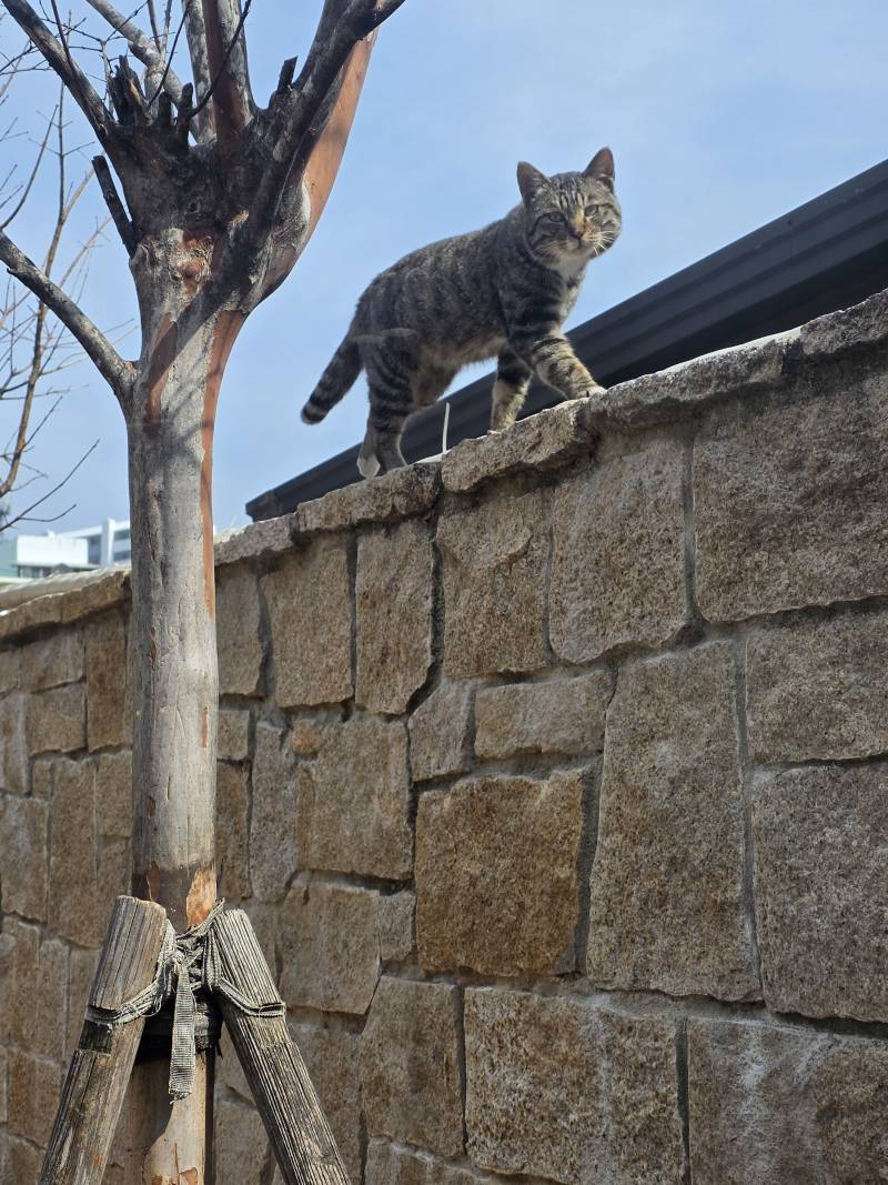 [잡담] 귀여운 고양이 | 인스티즈