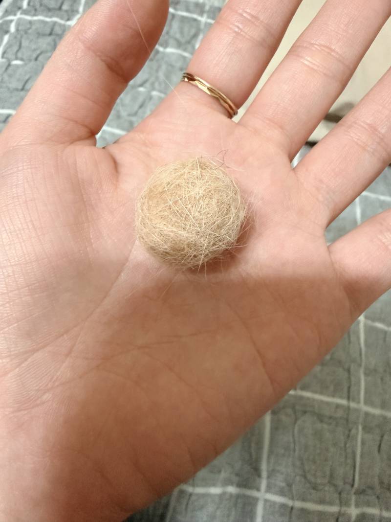 [잡담] 울집 고양이가 제일 좋아하는 장난감 | 인스티즈