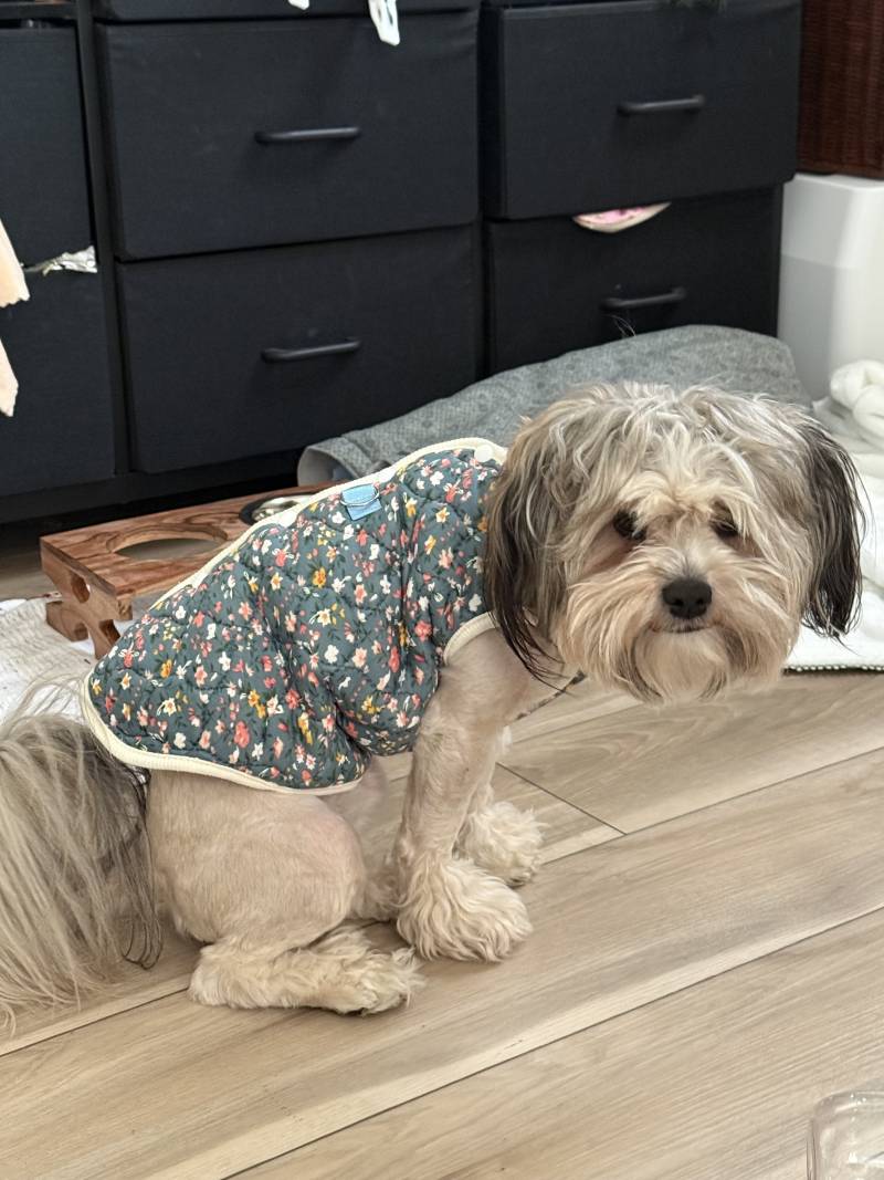 [잡담] 우리집 강아진데 뮤ㅓ뭐 섞인 것 같아??? | 인스티즈
