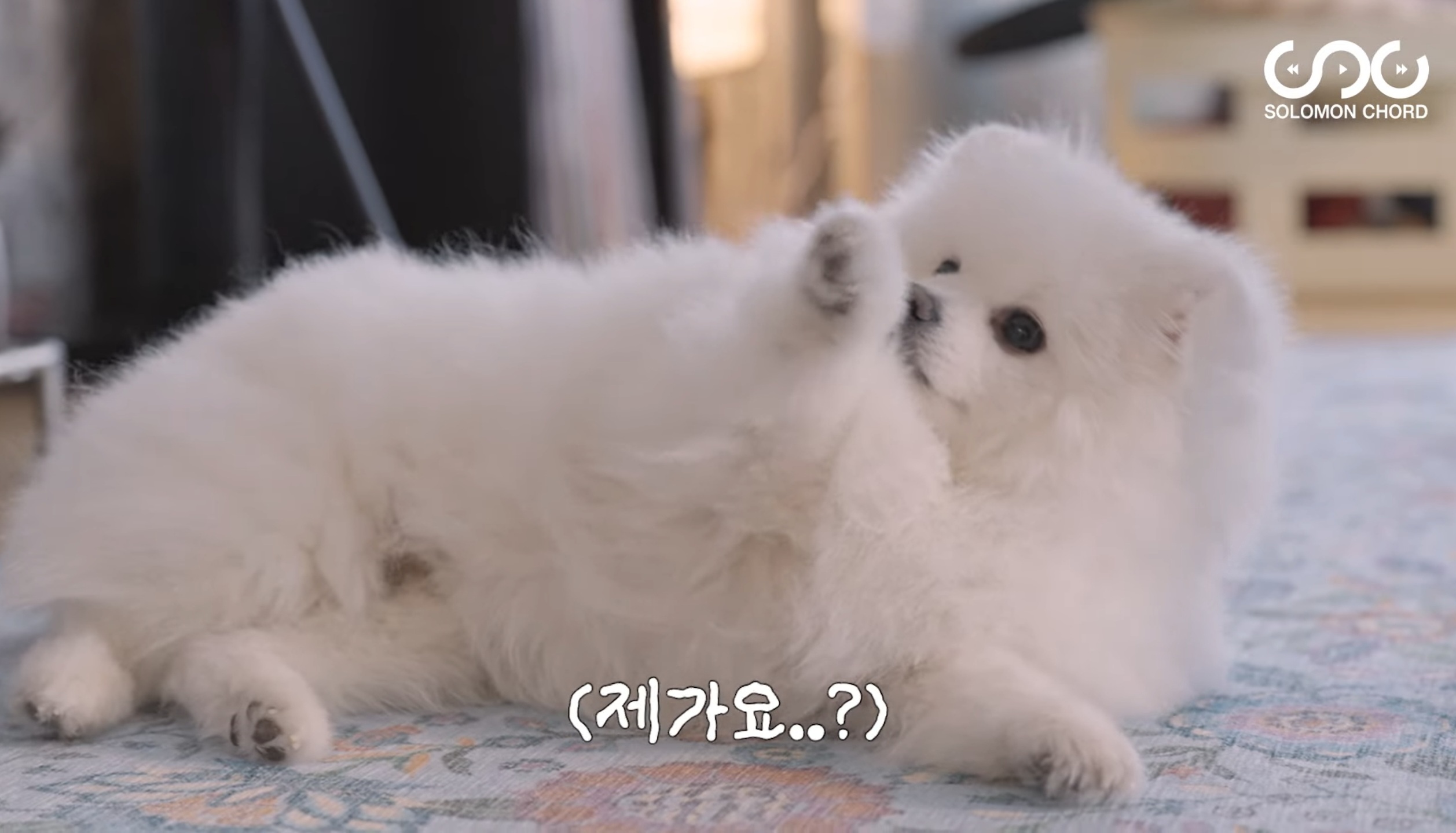 [정보/소식] ITZY 리아 반려견 벨라와 함께 유튜브 시작 | 인스티즈