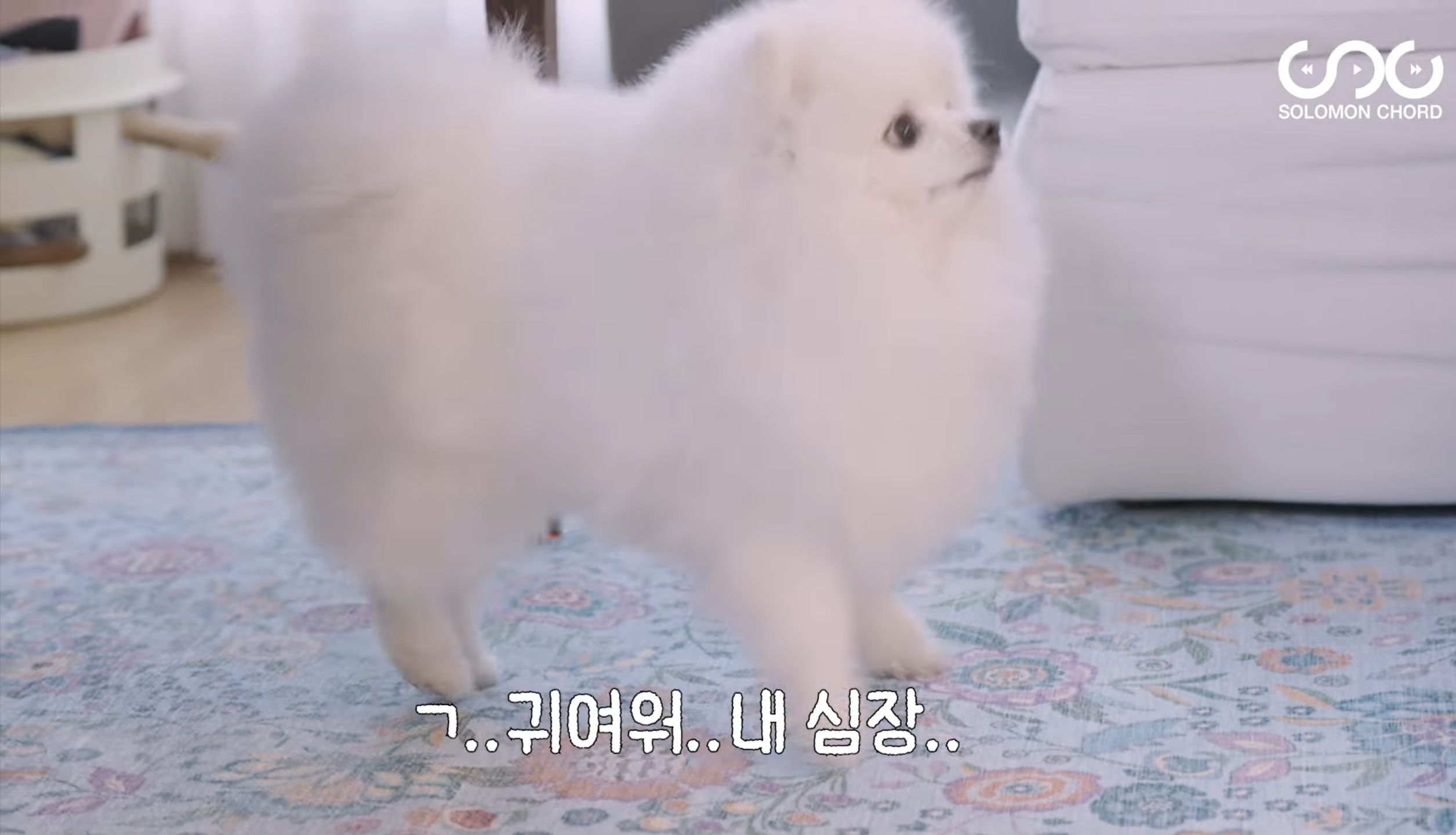 [정보/소식] ITZY 리아 반려견 벨라와 함께 유튜브 시작 | 인스티즈