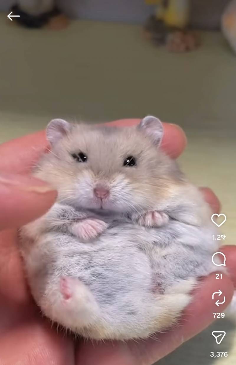[잡담] 아 햄스터 쫀득하게 생겼네 | 인스티즈