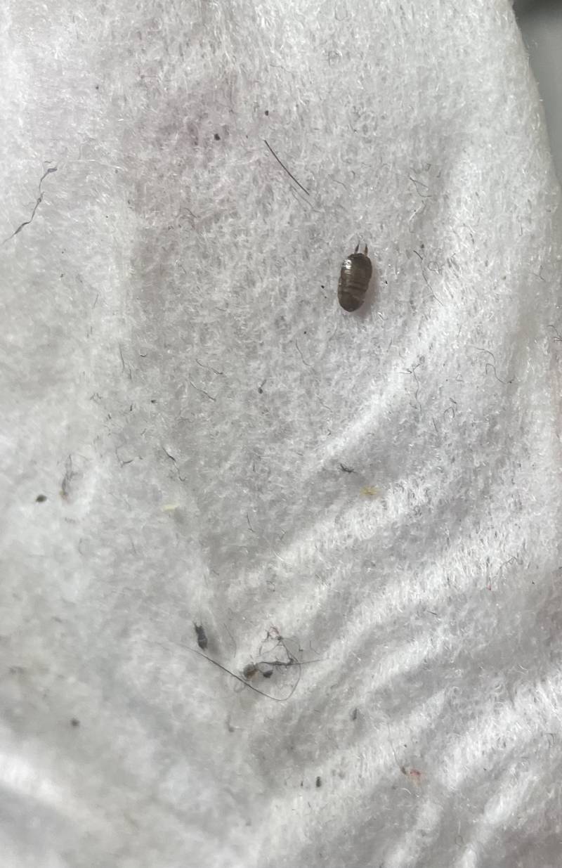 [잡담] ㅎㅇㅈㅇ 나 벌레학위 있다 하는 분 들어와서 어떤 벌레인지 발표해주세요 | 인스티즈