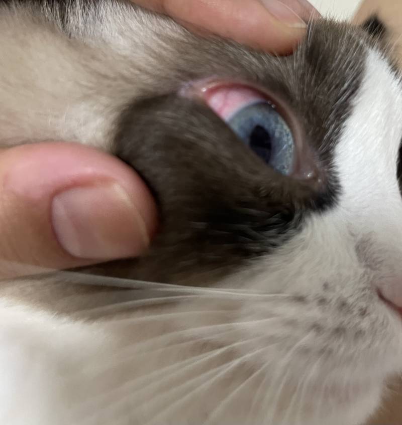 [잡담] 고양이 키우는 집사들아 이거 내일 병원 무조건 각이야?😭 | 인스티즈