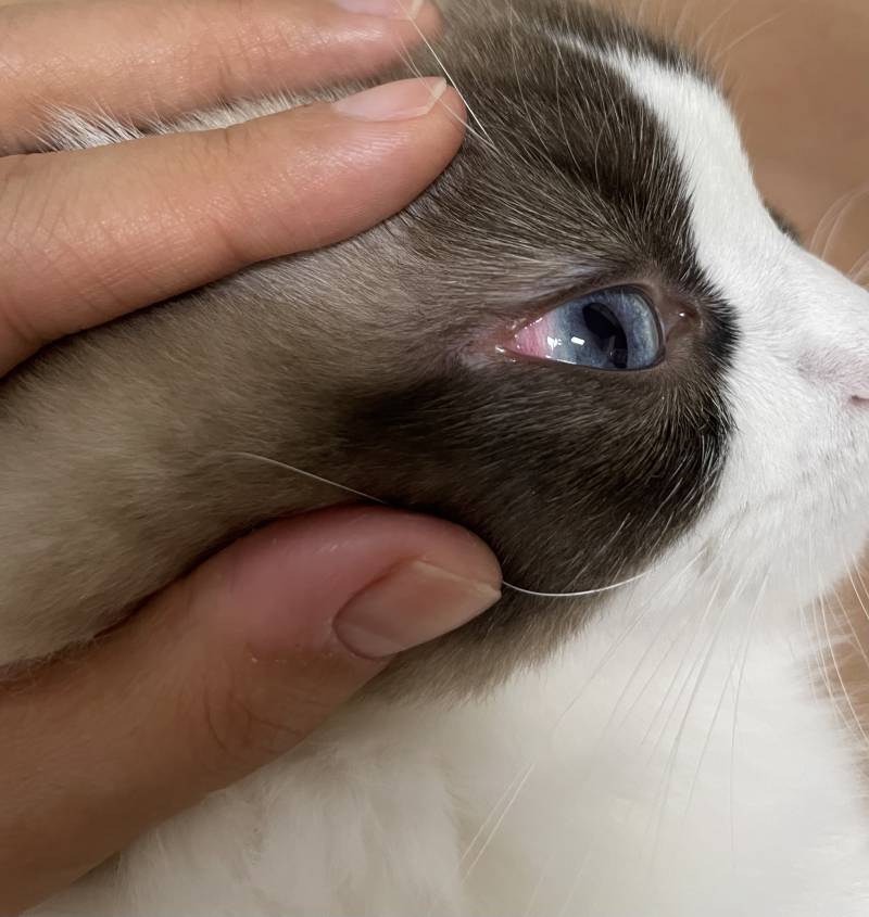 [잡담] 고양이 키우는 집사들아 이거 내일 병원 무조건 각이야?😭 | 인스티즈