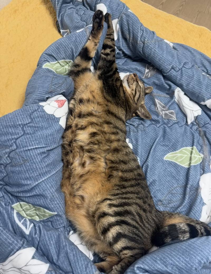 [잡담] 울냥이 ㄹㅇ 개꿀잠 잠 | 인스티즈