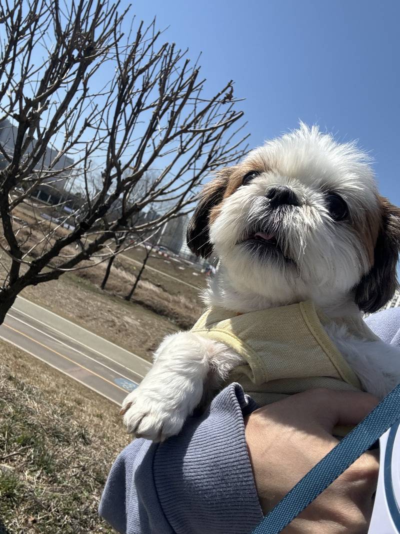 [잡담] 바보개 산책 나옴 | 인스티즈