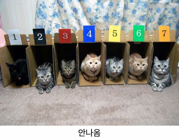 고양이 경주가 없는 이유.jpg | 인스티즈