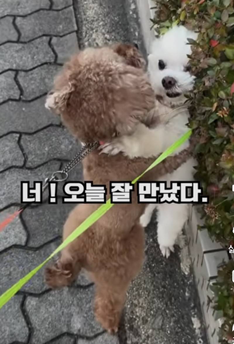[잡담] 말티즈랑 푸들 맞짱 뜨면 누가 이길거같아? | 인스티즈