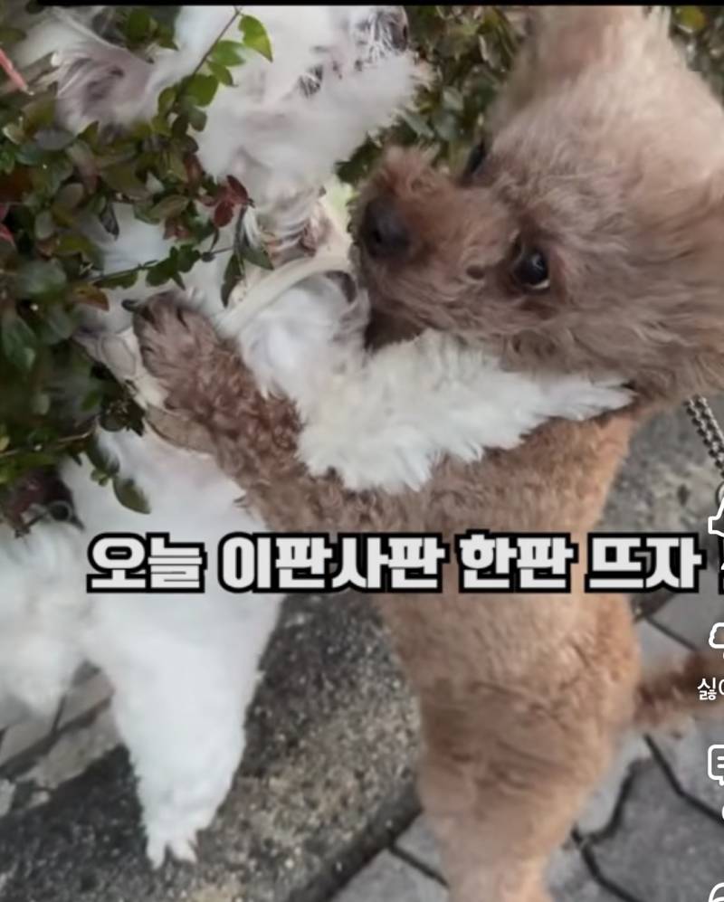 [잡담] 말티즈랑 푸들 맞짱 뜨면 누가 이길거같아? | 인스티즈