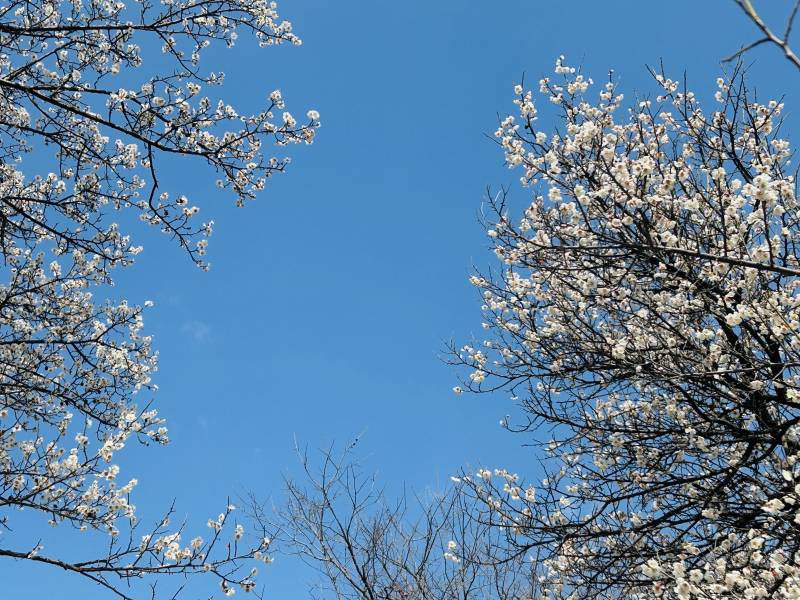 [잡담] 봄이다ㅎㅎ | 인스티즈