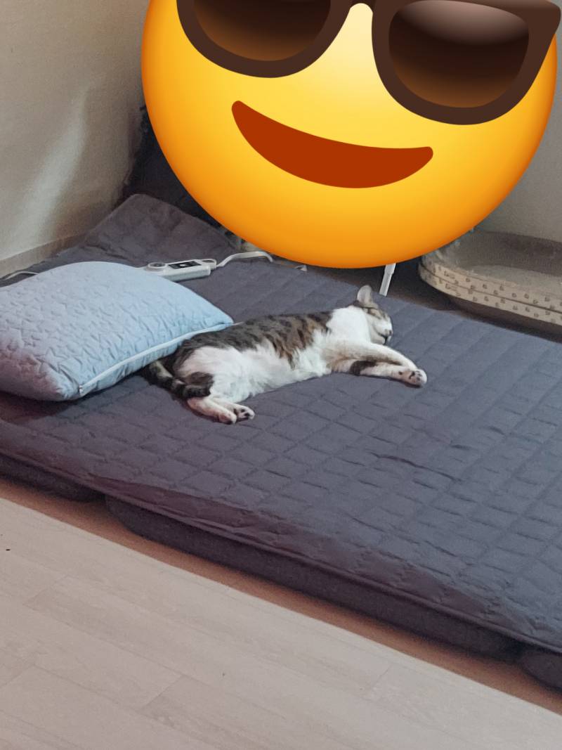 [잡담] 울고양이 맨날 내자리 다 차지함 | 인스티즈