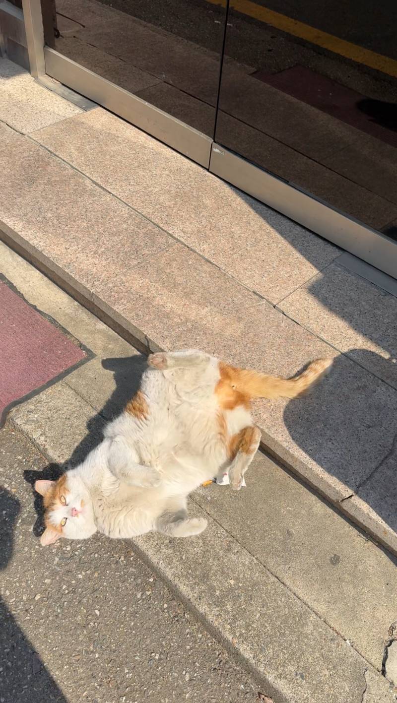 [잡담] 동네 아는 고양이 굴욕샷 찍음ㅋㅋㅋ | 인스티즈