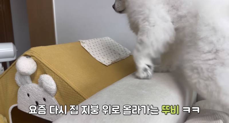[잡담] 이 강아지 집 어디건지 아는사람 ㅜㅜ | 인스티즈