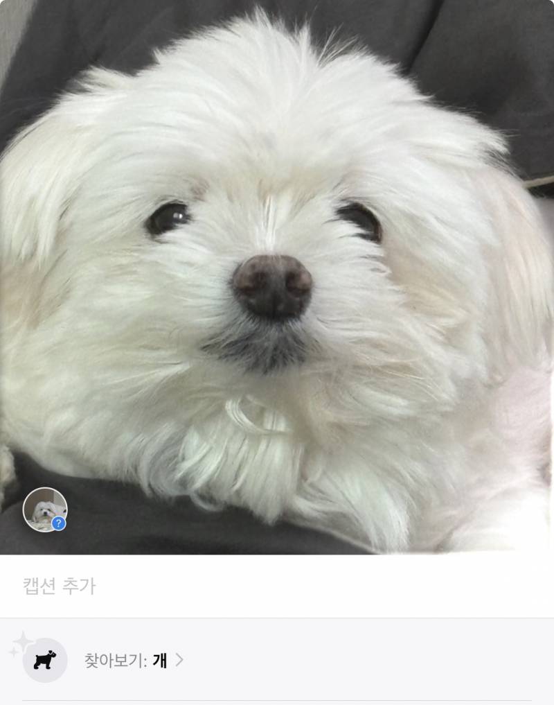 [잡담] 개 | 인스티즈