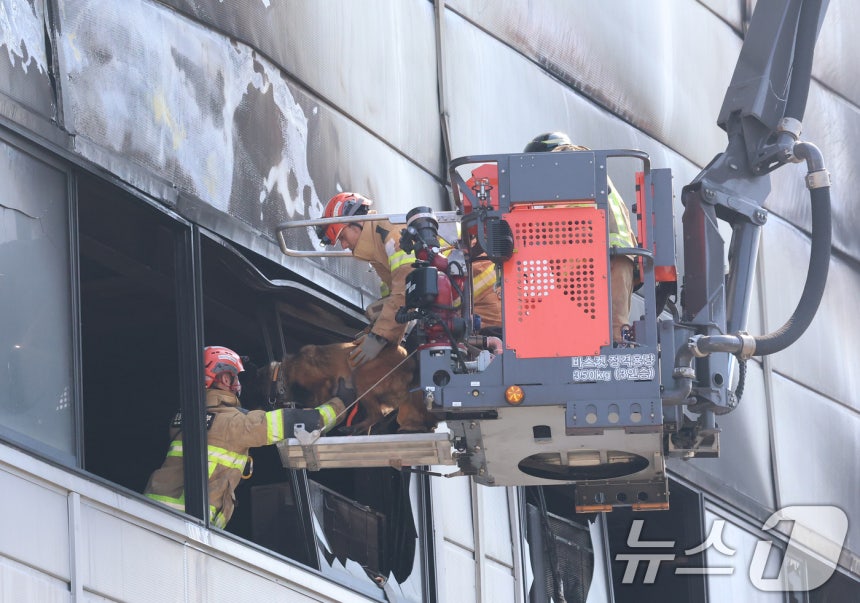 [잡담] 대전 화재 현장에 구조견 들어가는거봐.. ㅜ | 인스티즈