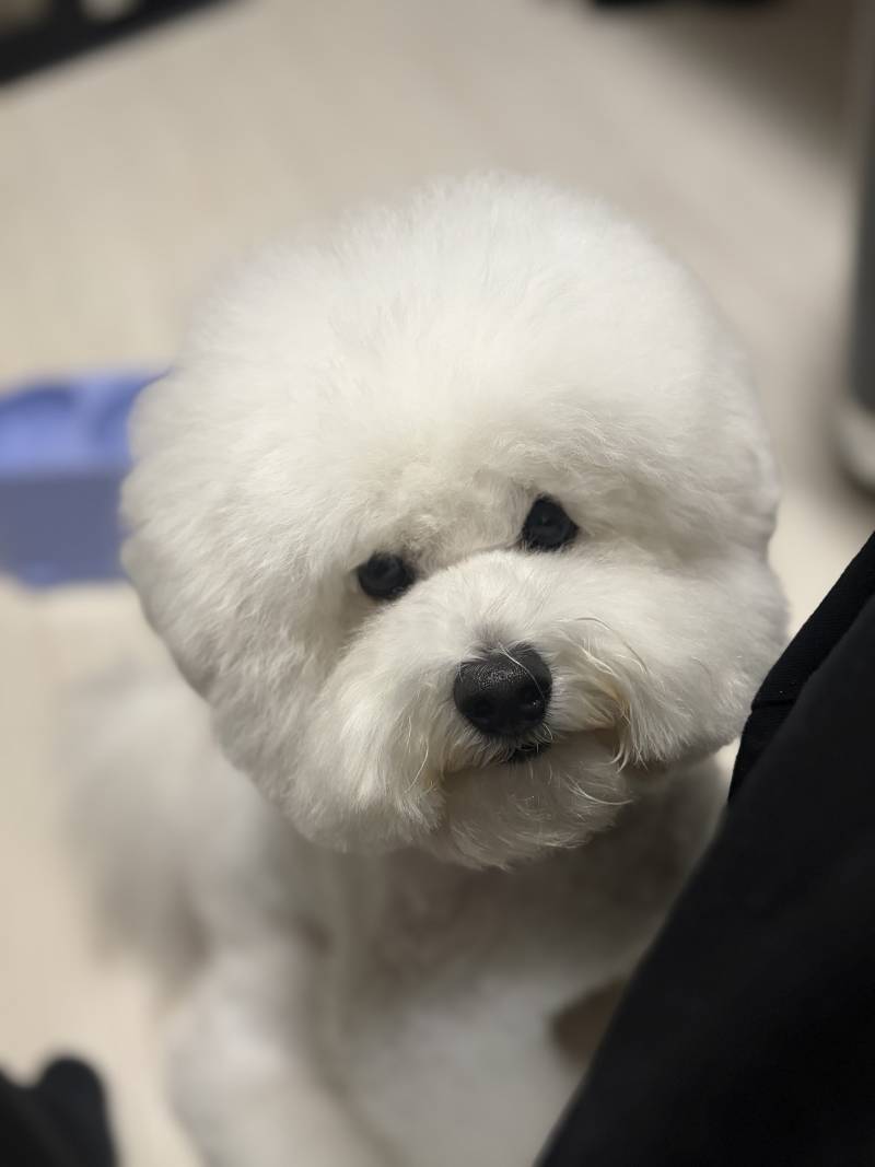 [잡담] 우리집 강아지 매력포인트가 뭐야? | 인스티즈