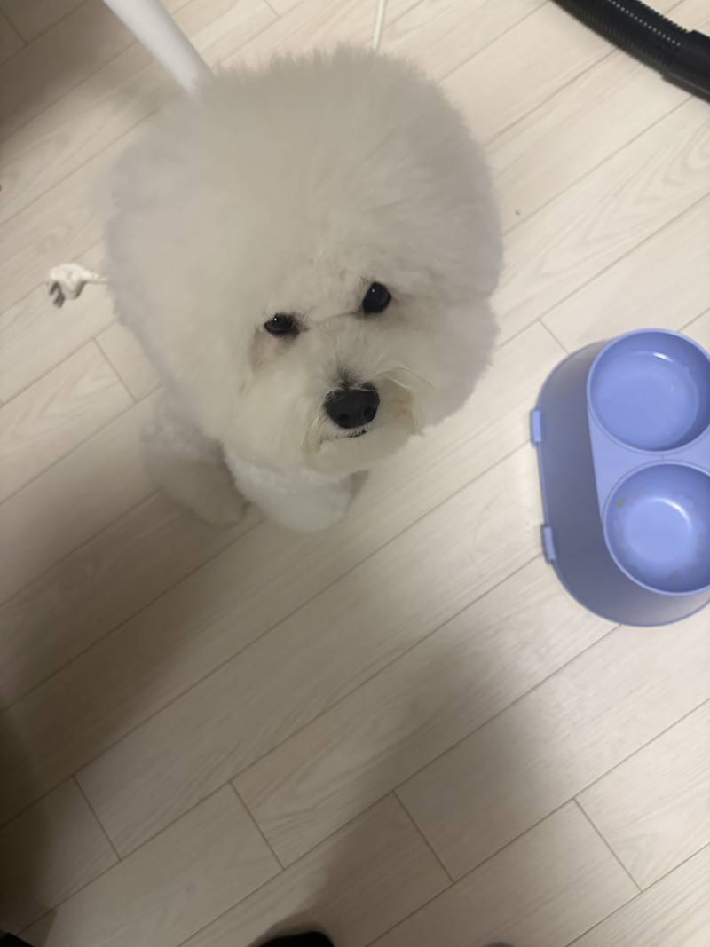 [잡담] 우리집 강아지 매력포인트가 뭐야? | 인스티즈