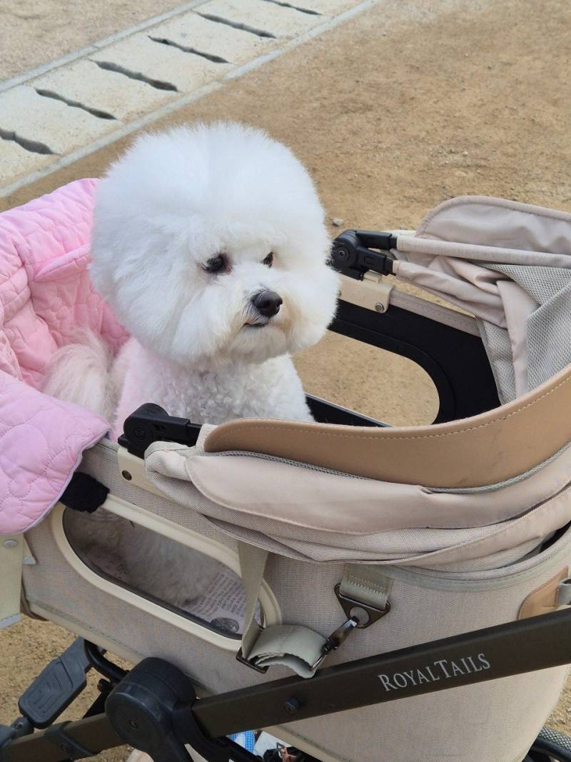 [잡담] 우리집 강아지 매력포인트가 뭐야? | 인스티즈