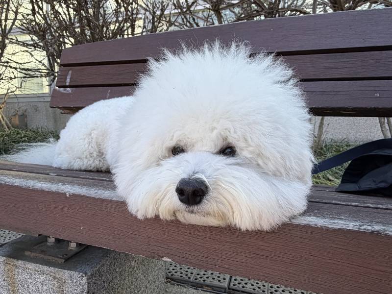 [잡담] 우리집 강아지 매력포인트가 뭐야? | 인스티즈