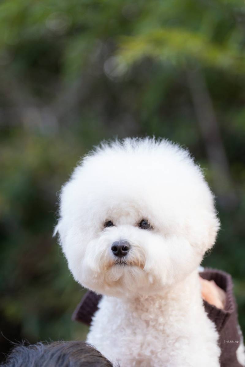 [잡담] 우리집 강아지 매력포인트가 뭐야? | 인스티즈