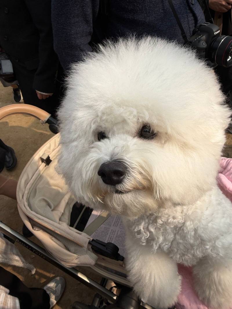 [잡담] 우리집 강아지 매력포인트가 뭐야? | 인스티즈