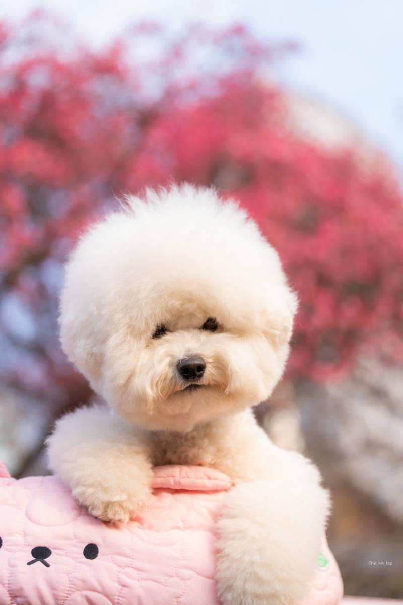 [잡담] 우리집 강아지 매력포인트가 뭐야? | 인스티즈