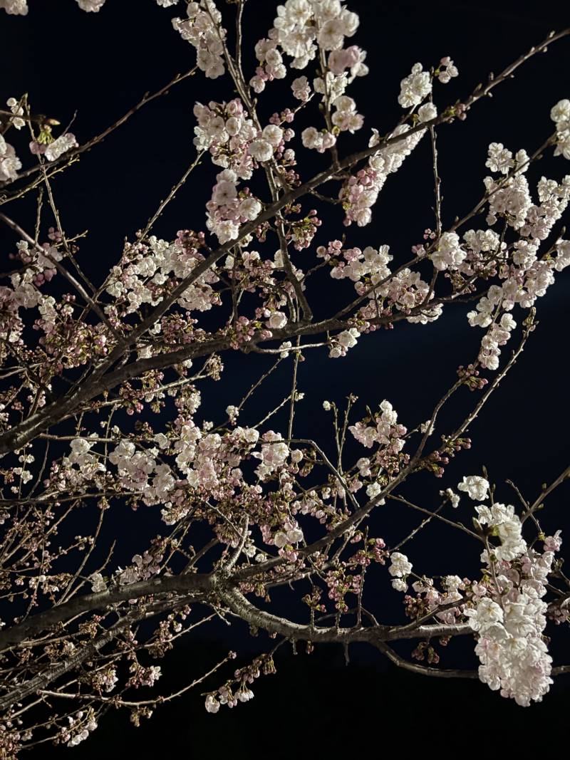[잡담] 익들아 부산 벚꽃핌 | 인스티즈