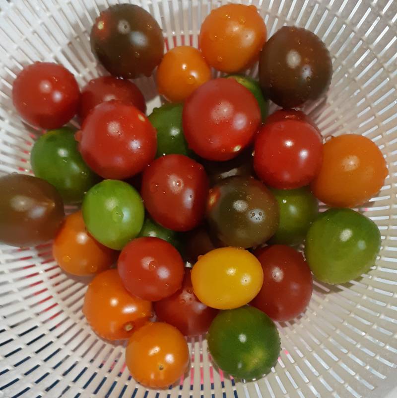 [잡담] 알록달록 대추방울토마토 | 인스티즈