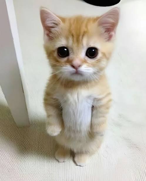 [잡담] 라이즈 고양이즈 같은 고양이 모에화인데ㅋㅋㅋㅋ | 인스티즈