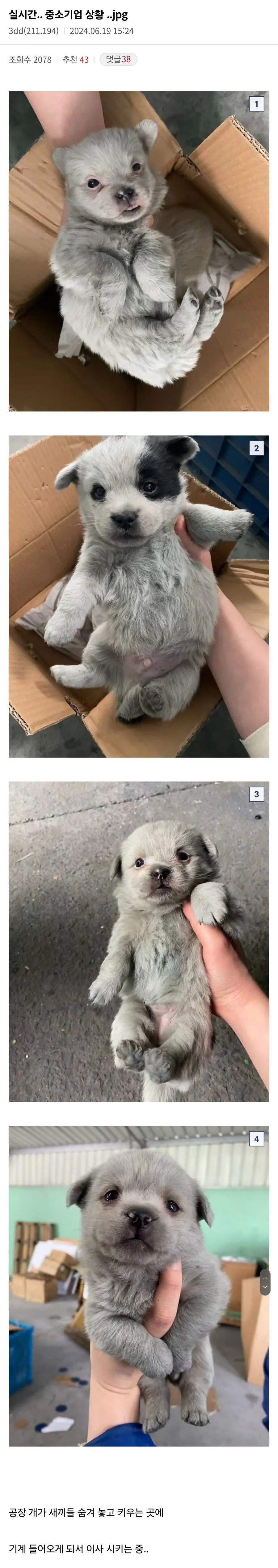 [잡담] 공장에서 가나디 태어남 | 인스티즈