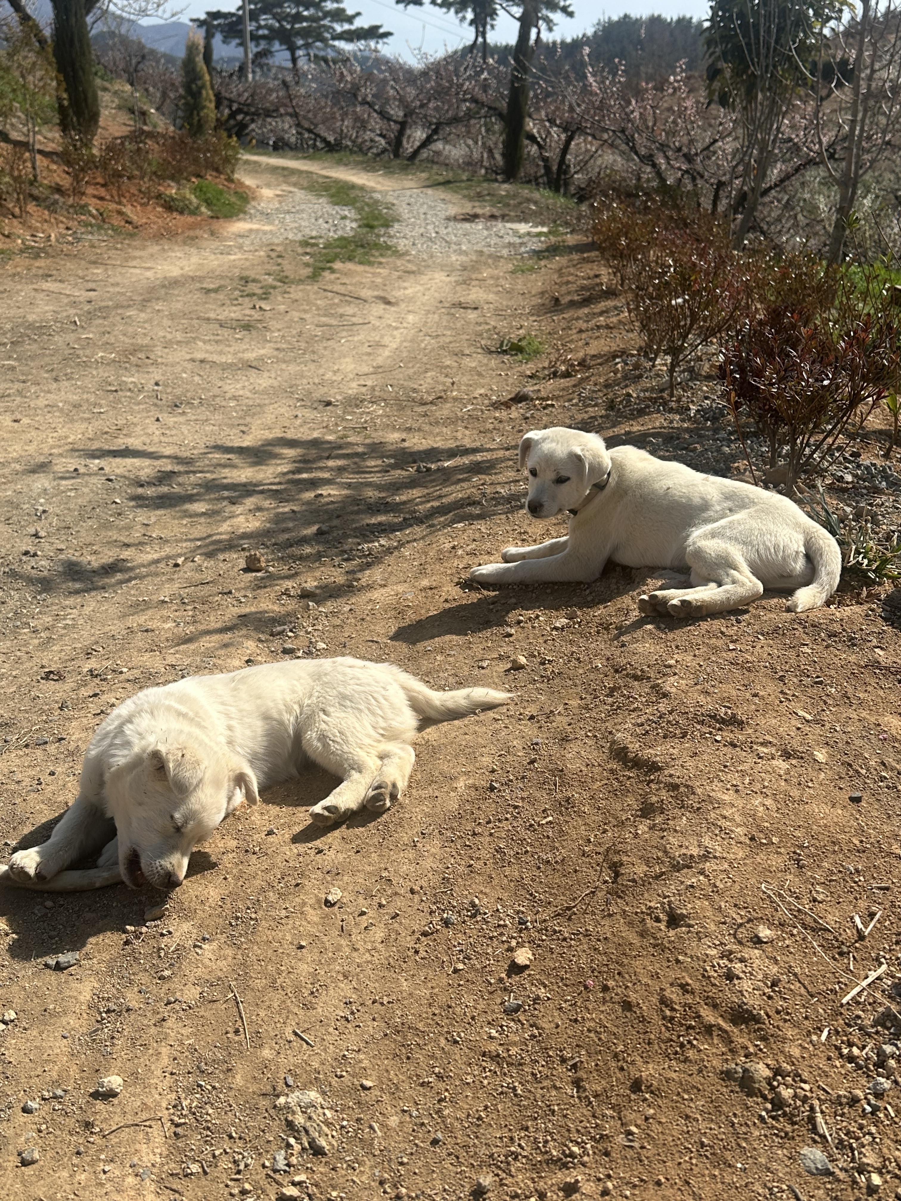 [잡담] 얘들아 시골 똥강아지 사진 볼래 | 인스티즈