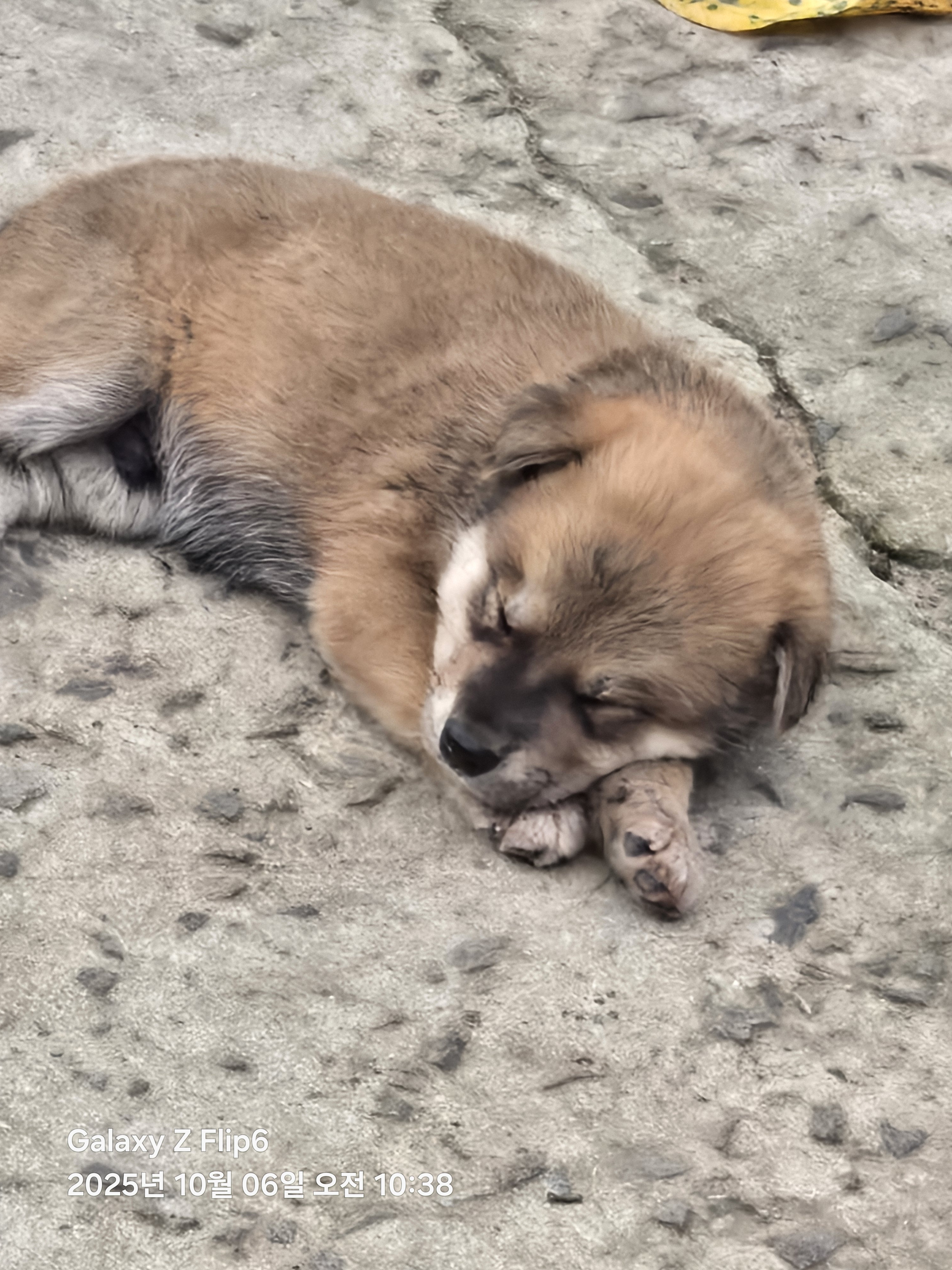 [잡담] 이 강아지 이름이 엘리자베스인데 어떻게 생각함? | 인스티즈