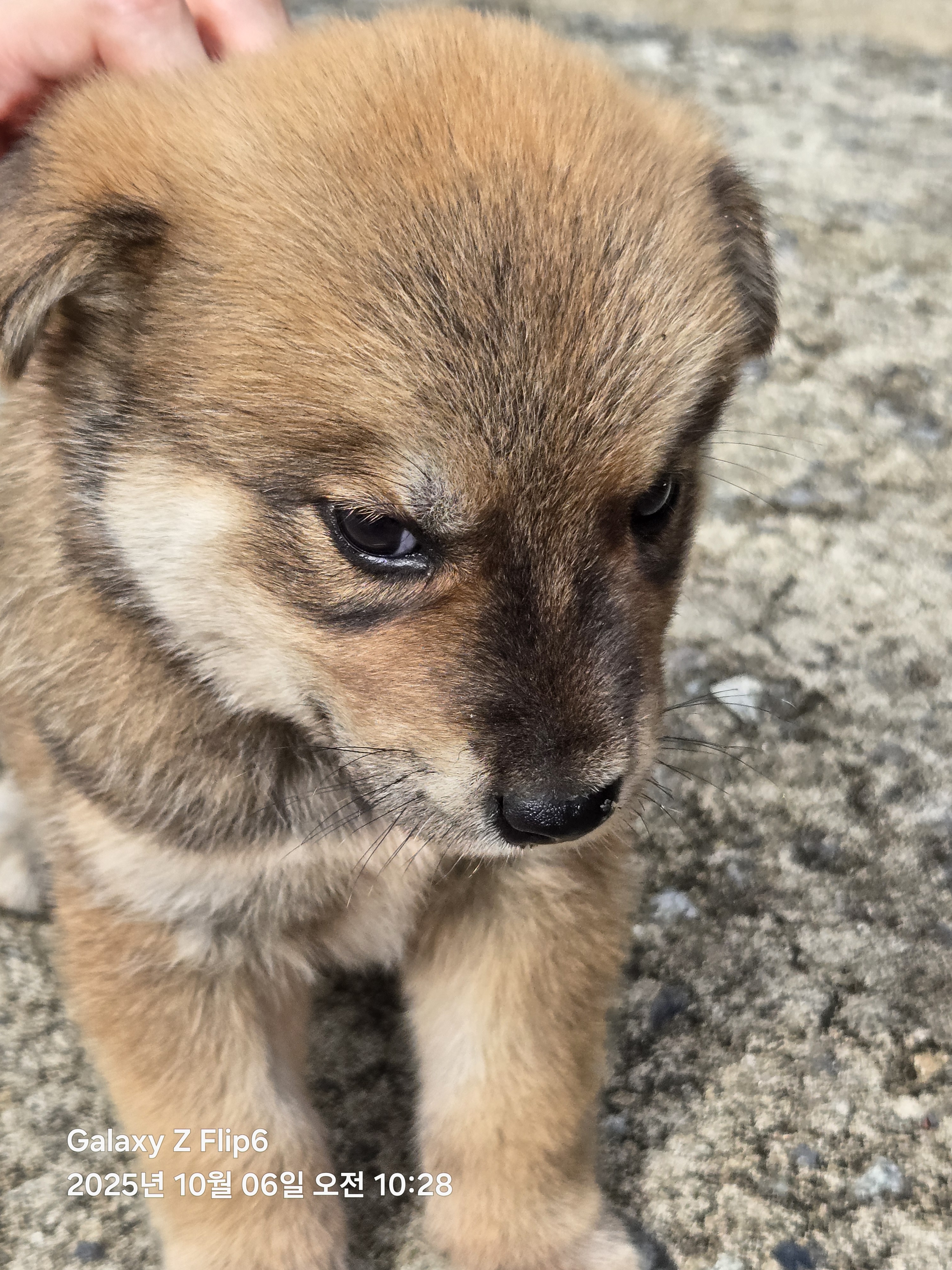 [잡담] 이 강아지 이름이 엘리자베스인데 어떻게 생각함? | 인스티즈