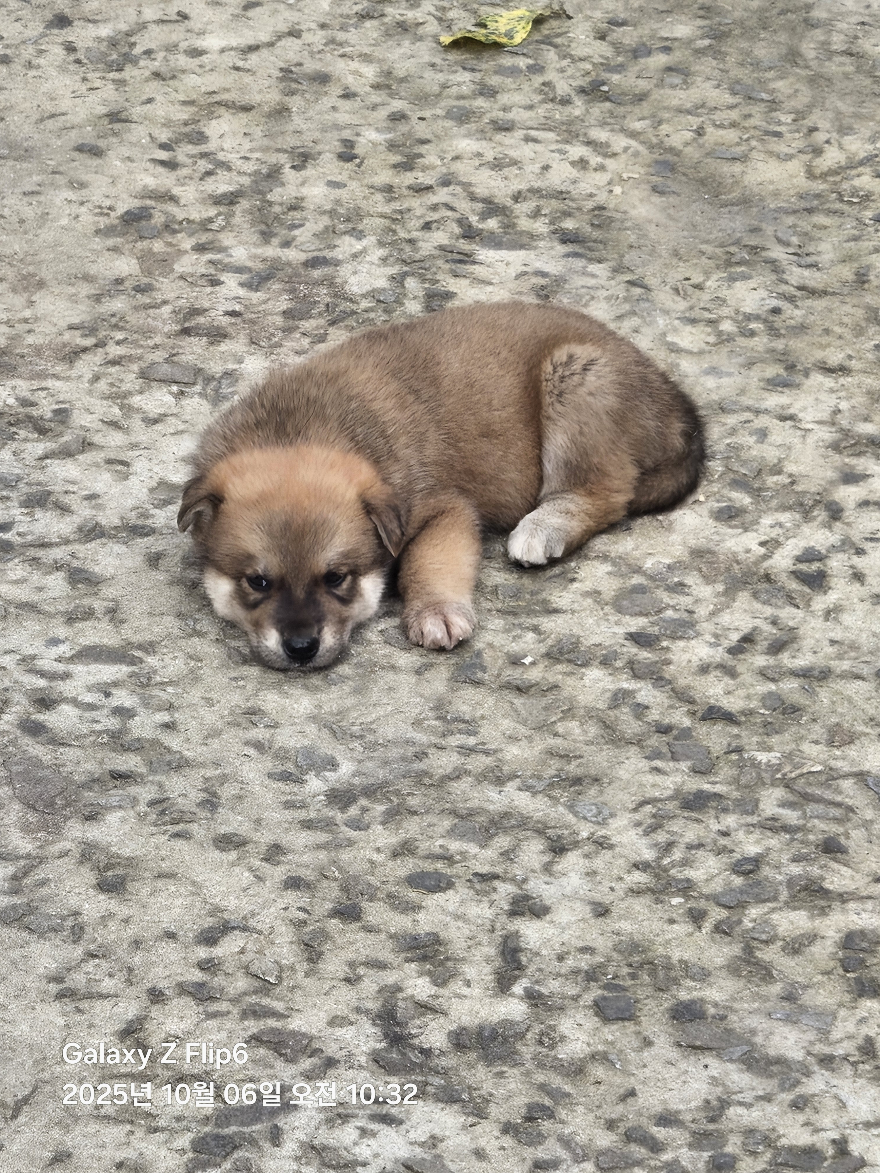 [잡담] 이 강아지 이름이 엘리자베스인데 어떻게 생각함? | 인스티즈