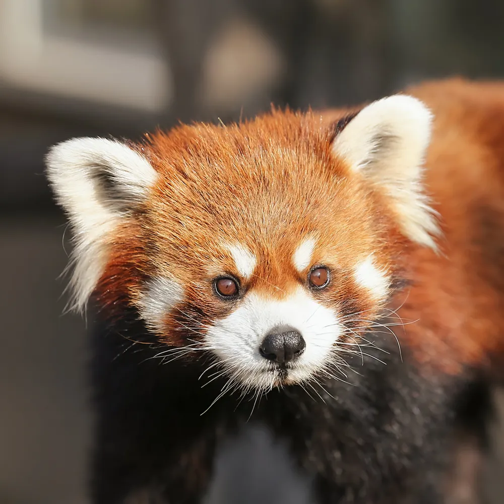 [잡담] 레서판다 레몬이 레서판다별 갔대ㅠ | 인스티즈