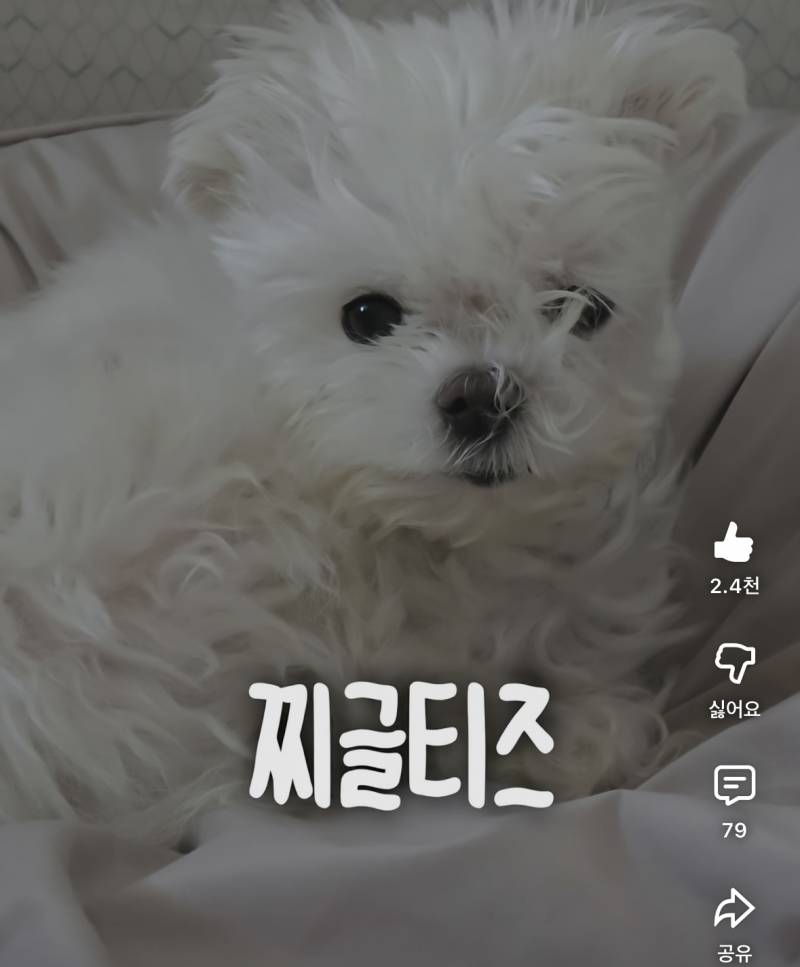 [잡담] 강아지 자고 일어나면 귀여운 점 | 인스티즈