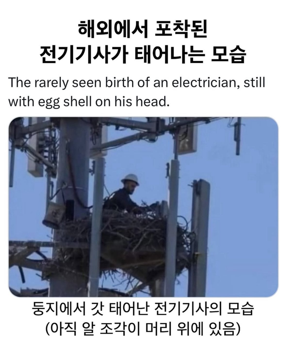 [잡담] 헐 해외에서 전기 기사 태어나는 모습 포착됐대 | 인스티즈
